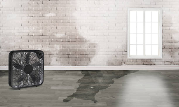 Best Water damage contractors near me  in Mayodan, NC